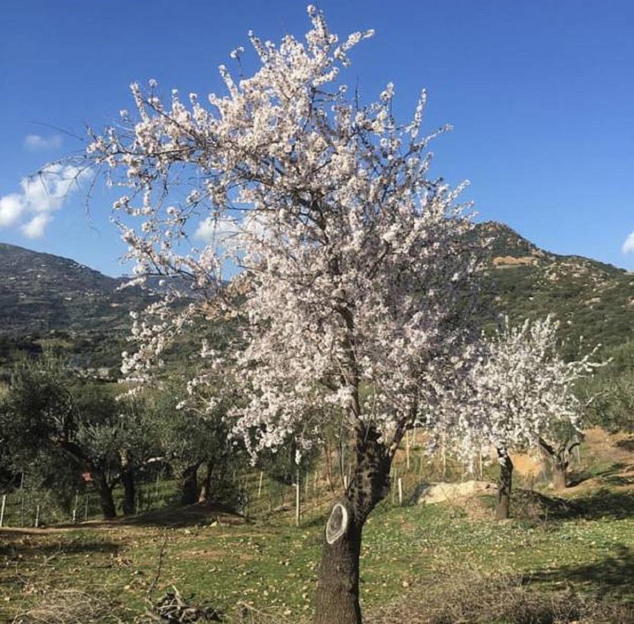 Agriturismo Su Barraccu Villa Loceri Luaran gambar